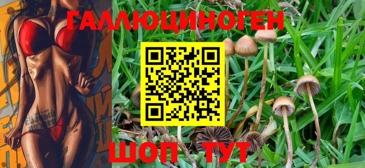 Черногорск  Галлюциногенные грибы Psilocybe  Вход с VPN  Псилоцибиновые грибы Psilocybe 